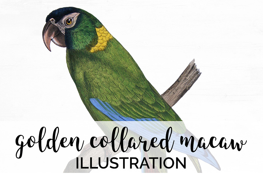 Parrot Macaw Parrot in Illustrations - product preview 8