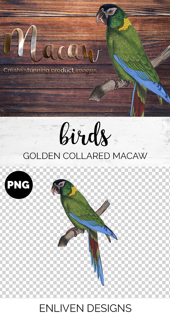 Parrot Macaw Parrot in Illustrations - product preview 1