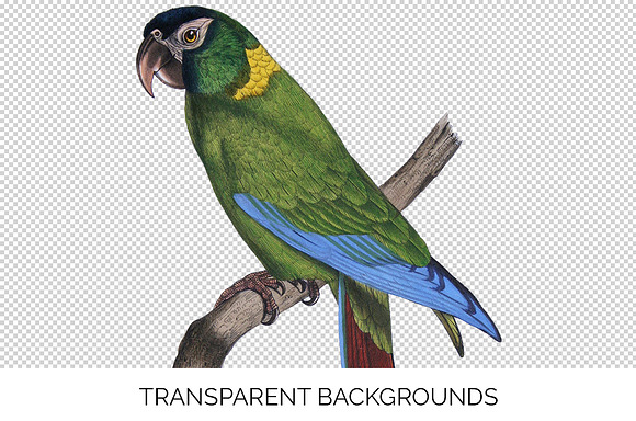 Parrot Macaw Parrot in Illustrations - product preview 2