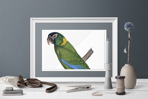 Parrot Macaw Parrot in Illustrations - product preview 3