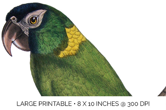 Parrot Macaw Parrot in Illustrations - product preview 4