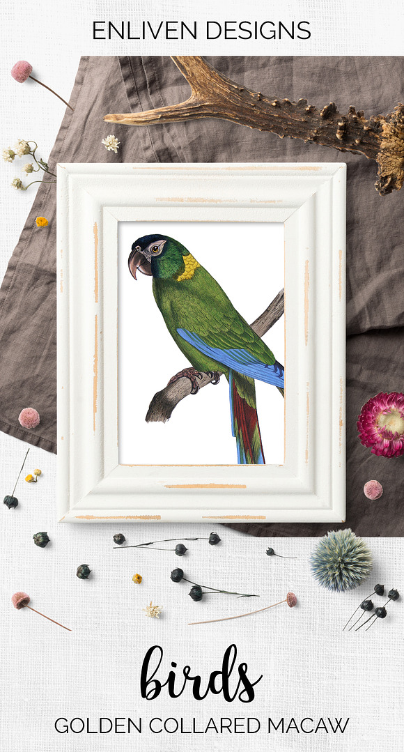 Parrot Macaw Parrot in Illustrations - product preview 7
