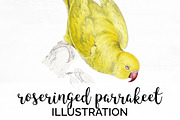 Parrot Yellow Parakeet Parrot