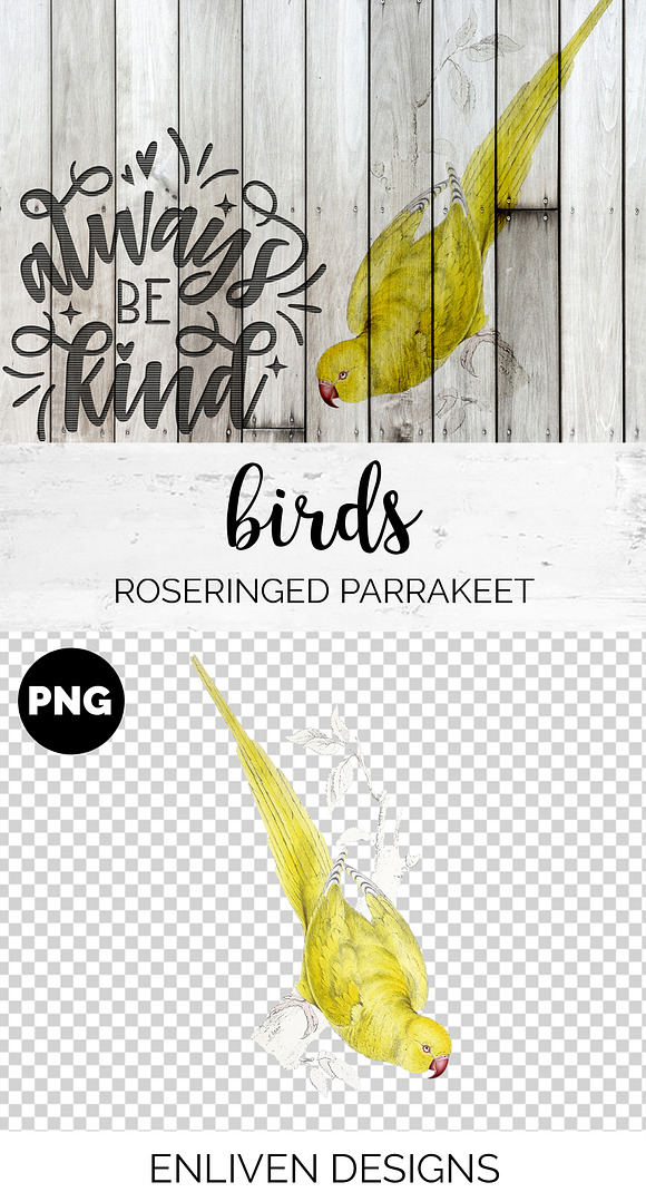 Parrot Yellow Parakeet Parrot in Illustrations - product preview 1