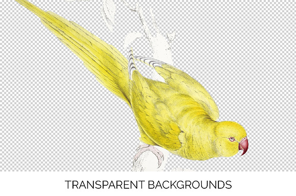 Parrot Yellow Parakeet Parrot in Illustrations - product preview 2