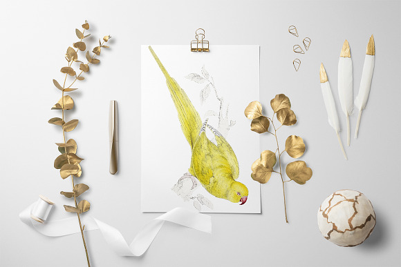 Parrot Yellow Parakeet Parrot in Illustrations - product preview 5