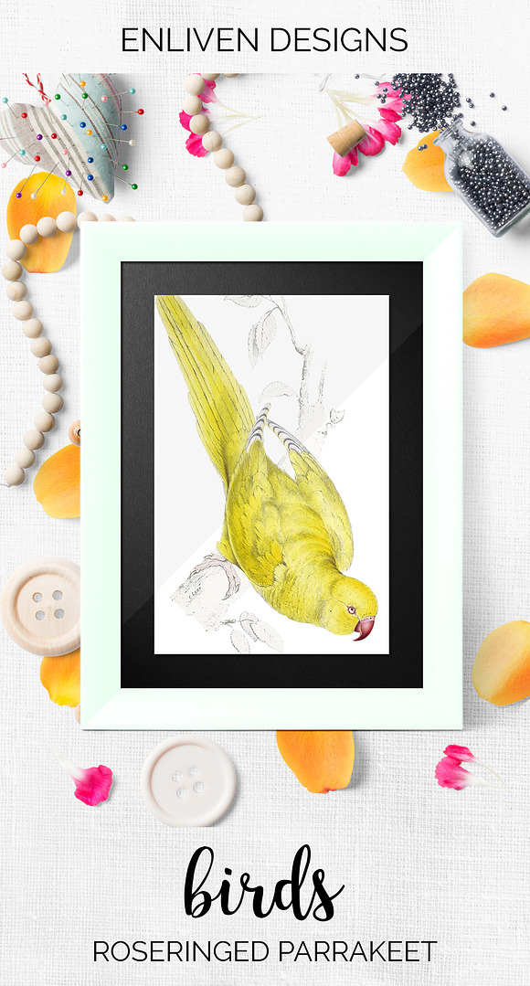 Parrot Yellow Parakeet Parrot in Illustrations - product preview 7