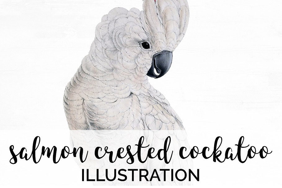 Parrot White Cockatoo Parrot in Illustrations - product preview 8