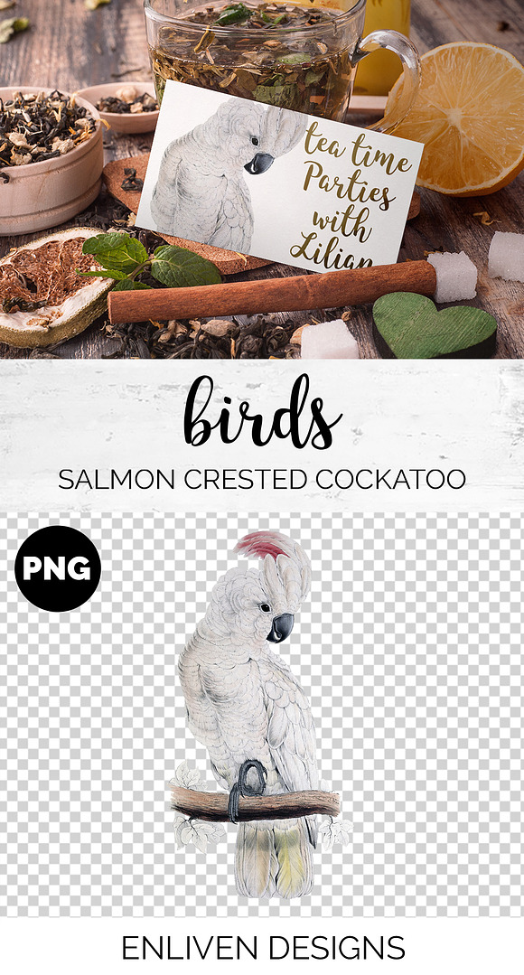 Parrot White Cockatoo Parrot in Illustrations - product preview 1
