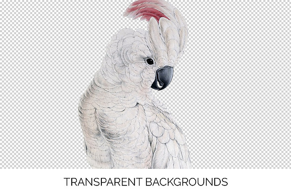 Parrot White Cockatoo Parrot in Illustrations - product preview 2