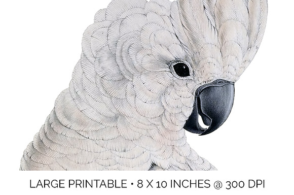 Parrot White Cockatoo Parrot in Illustrations - product preview 4