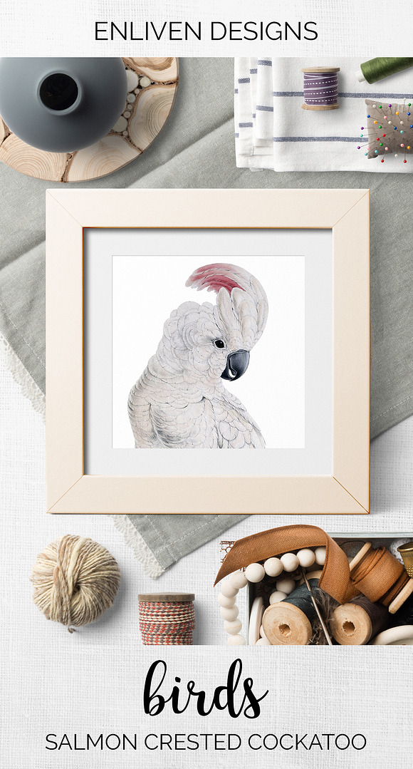 Parrot White Cockatoo Parrot in Illustrations - product preview 7