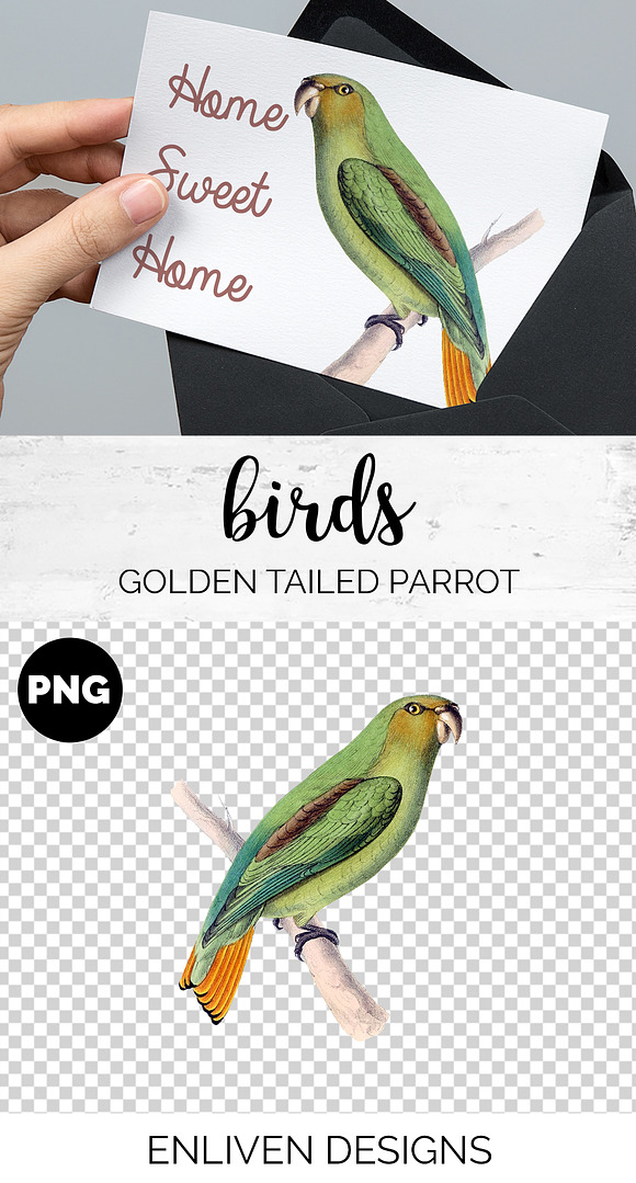 Parrot Bird Parrot in Illustrations - product preview 1