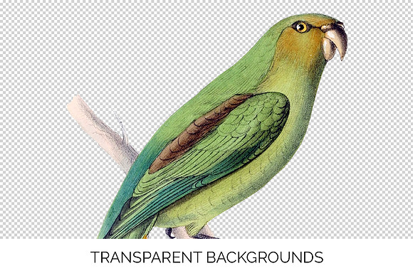 Parrot Bird Parrot in Illustrations - product preview 2