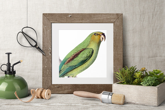 Parrot Bird Parrot in Illustrations - product preview 3