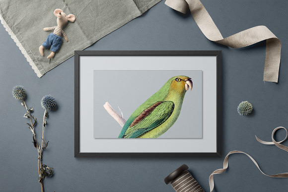 Parrot Bird Parrot in Illustrations - product preview 5