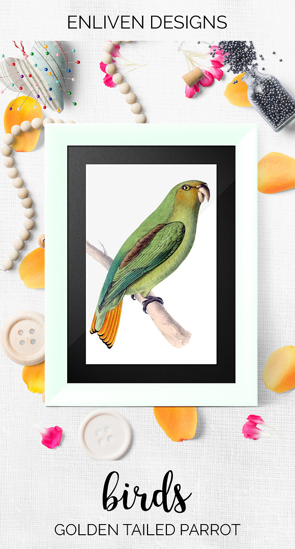 Parrot Bird Parrot in Illustrations - product preview 7