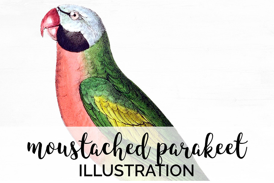 Parrot Parakeet Parrot in Illustrations - product preview 8