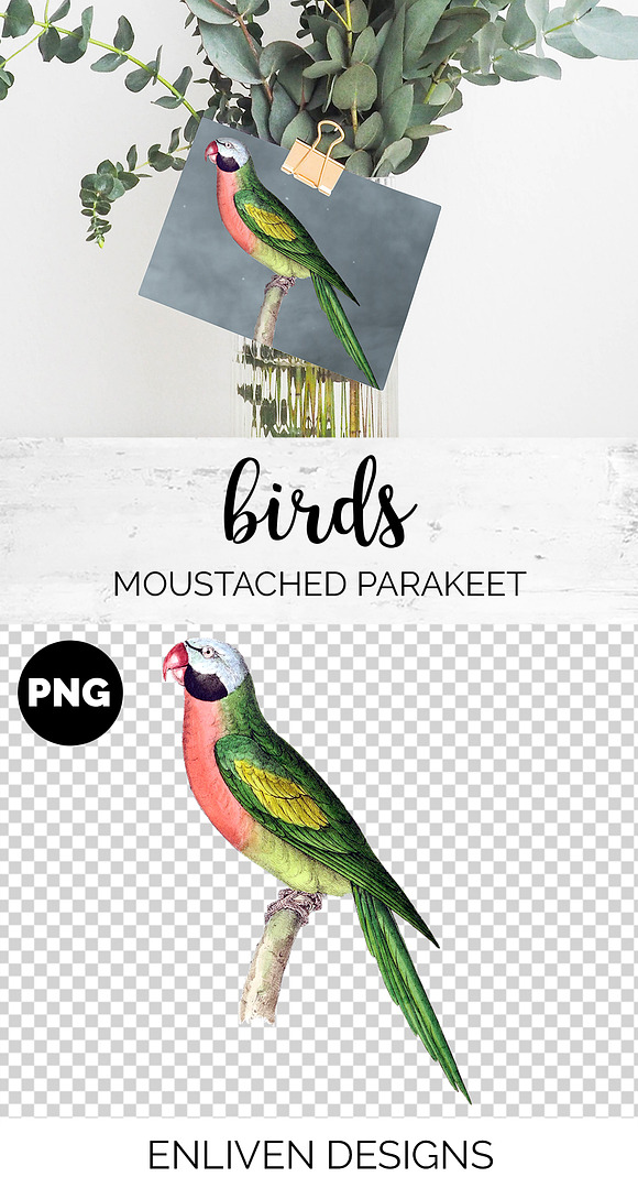 Parrot Parakeet Parrot in Illustrations - product preview 1