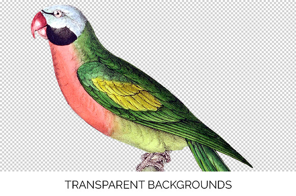 Parrot Parakeet Parrot in Illustrations - product preview 2