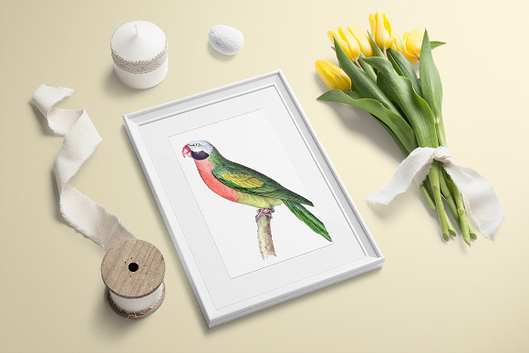 Parrot Parakeet Parrot in Illustrations - product preview 3