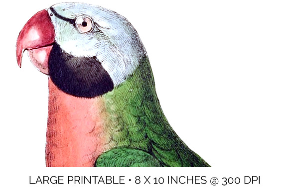 Parrot Parakeet Parrot in Illustrations - product preview 4