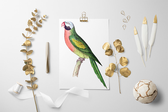 Parrot Parakeet Parrot in Illustrations - product preview 5