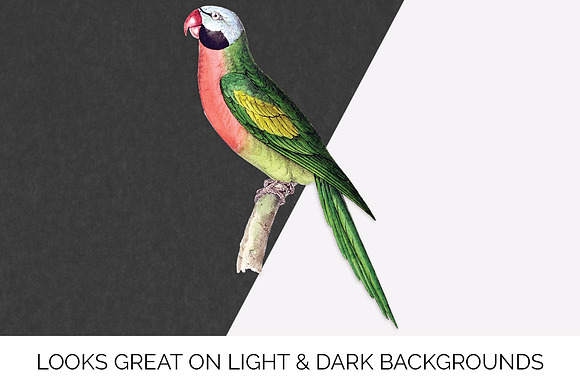 Parrot Parakeet Parrot in Illustrations - product preview 6