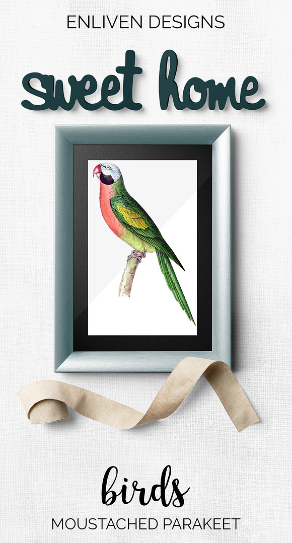 Parrot Parakeet Parrot in Illustrations - product preview 7