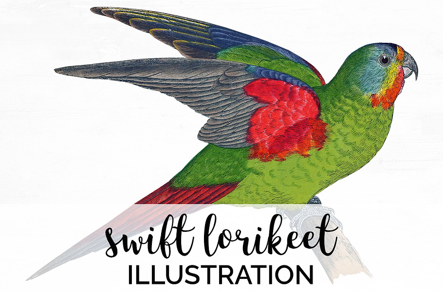 Parrot Lorikeet Parrot in Illustrations - product preview 8