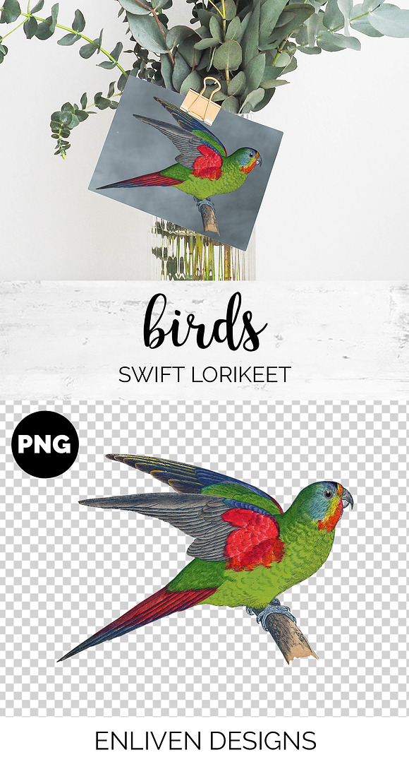 Parrot Lorikeet Parrot in Illustrations - product preview 1