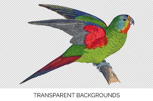 Parrot Lorikeet Parrot in Illustrations - product preview 2