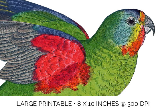 Parrot Lorikeet Parrot in Illustrations - product preview 4