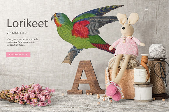 Parrot Lorikeet Parrot in Illustrations - product preview 5