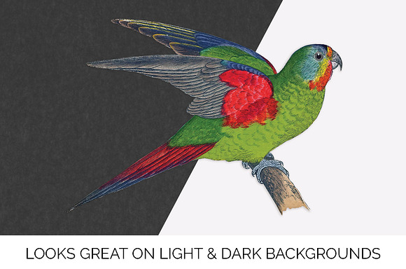 Parrot Lorikeet Parrot in Illustrations - product preview 6
