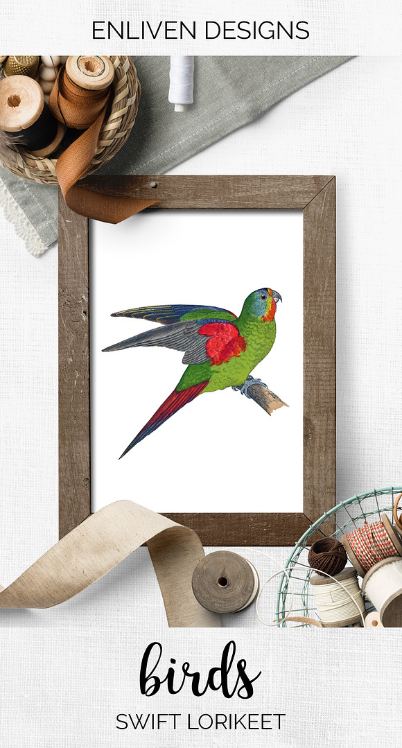 Parrot Lorikeet Parrot in Illustrations - product preview 7