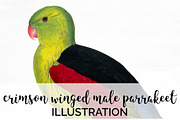 Parrot Crimson Winged Male Parakeet