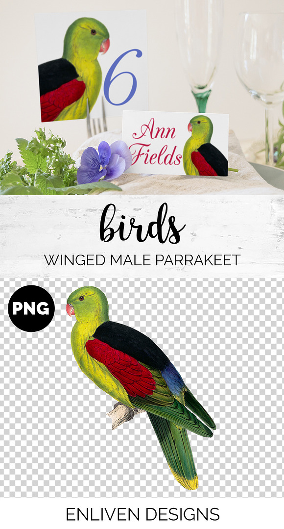 Parrot Crimson Winged Male Parakeet in Illustrations - product preview 1
