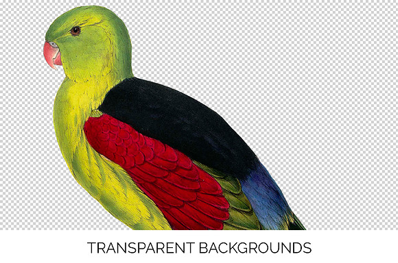 Parrot Crimson Winged Male Parakeet in Illustrations - product preview 2