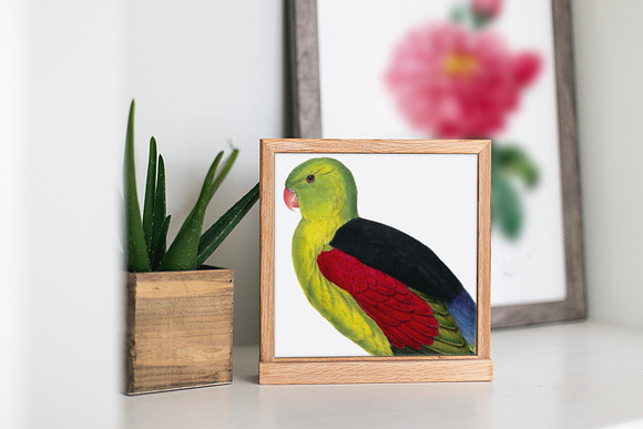 Parrot Crimson Winged Male Parakeet in Illustrations - product preview 3