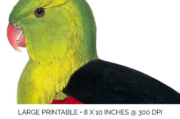 Parrot Crimson Winged Male Parakeet in Illustrations - product preview 4
