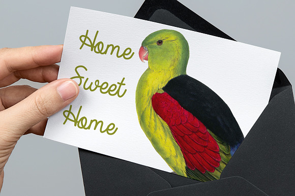 Parrot Crimson Winged Male Parakeet in Illustrations - product preview 5