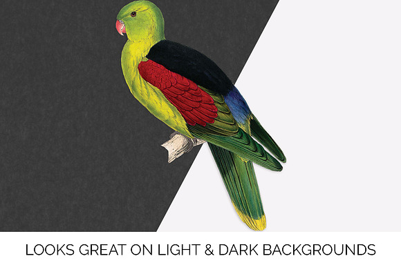 Parrot Crimson Winged Male Parakeet in Illustrations - product preview 6