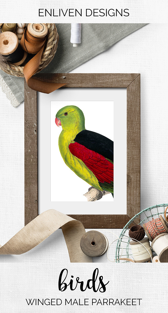Parrot Crimson Winged Male Parakeet in Illustrations - product preview 7