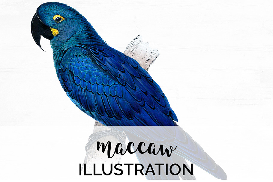 Parrot Hyacinth Macaw Blue Parrot in Illustrations - product preview 8