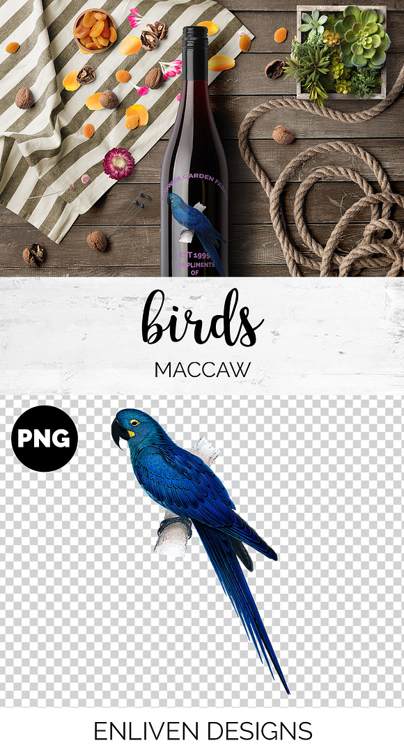 Parrot Hyacinth Macaw Blue Parrot in Illustrations - product preview 1