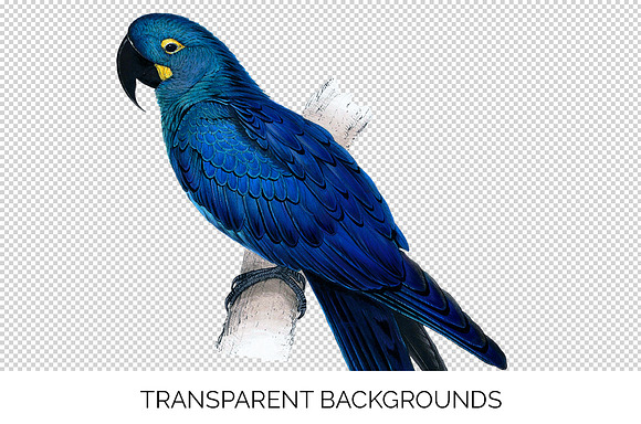 Parrot Hyacinth Macaw Blue Parrot in Illustrations - product preview 2