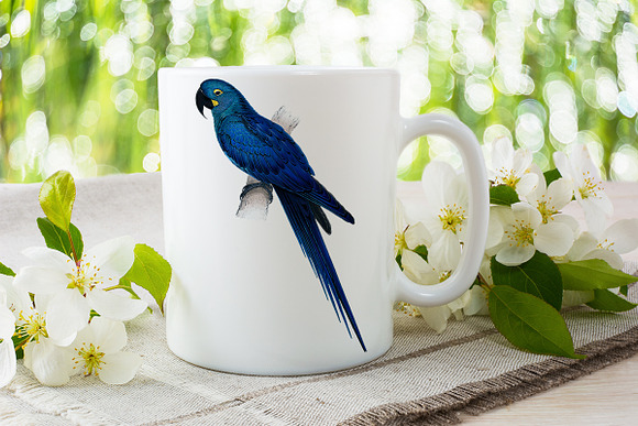 Parrot Hyacinth Macaw Blue Parrot in Illustrations - product preview 3