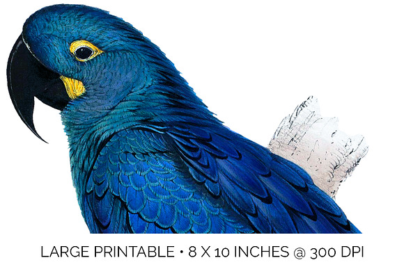 Parrot Hyacinth Macaw Blue Parrot in Illustrations - product preview 4