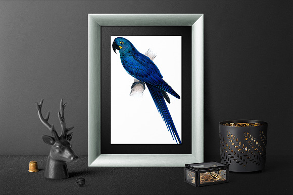 Parrot Hyacinth Macaw Blue Parrot in Illustrations - product preview 5